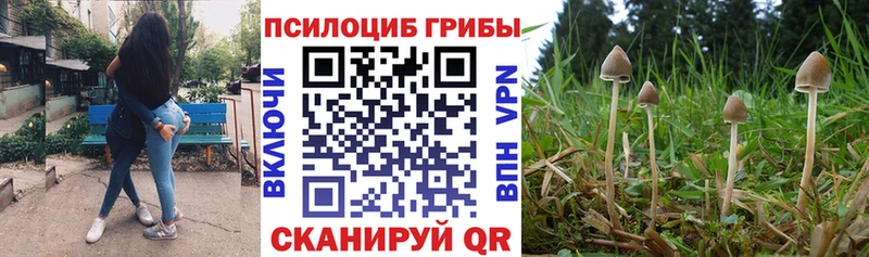 Псилоцибиновые грибы Psilocybe  Купить закладки  Амурск 